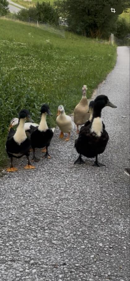 Ente