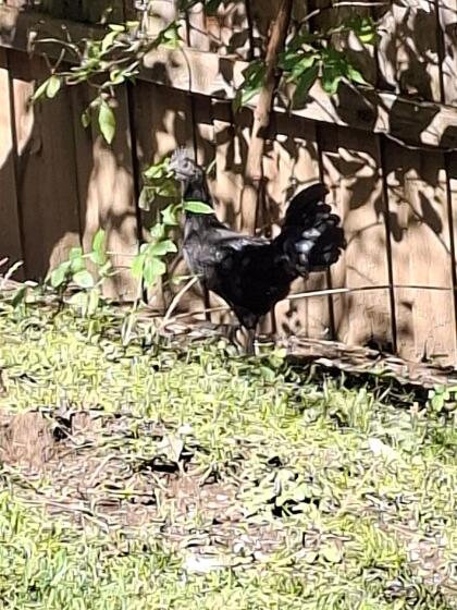 Ayam Cemani Hahn