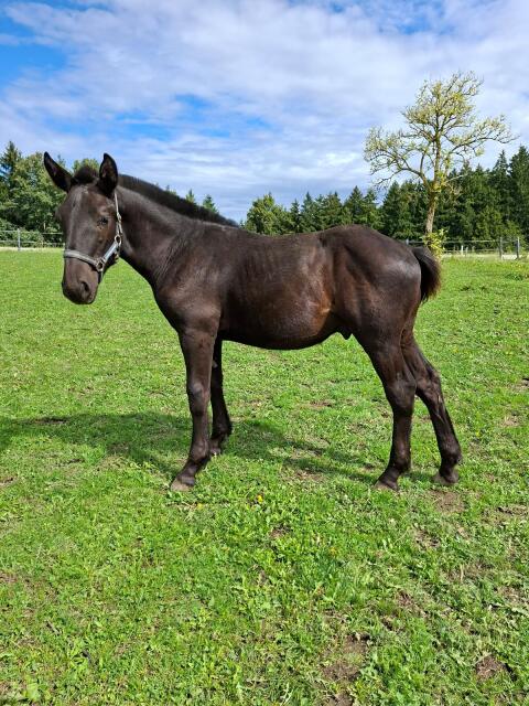 Top Noriker Hengstfohlen