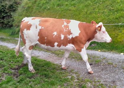 Hochträchtige FV Zuchtkalbinnen und 1x hochträchtige FV x Jersey