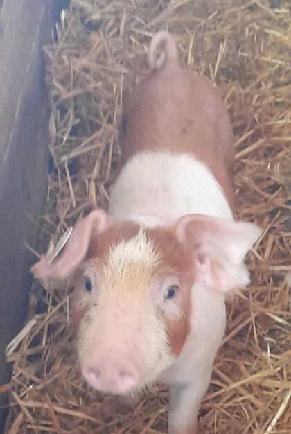 Duroc x Landrasse Jungeber