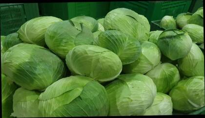 Weißkraut/Kohl für Sauerkraut
