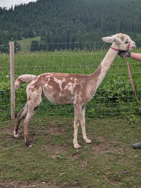 Appaloosa Alpakastute Blue Moon Bamboozle