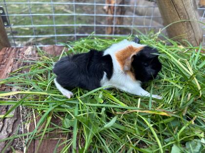 Meerschweinchen