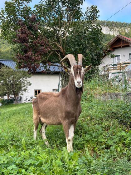 Thüringer-Waldziegenbock