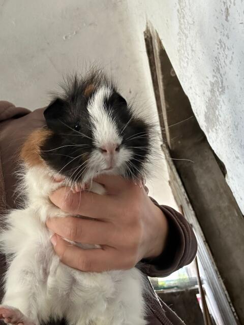 Meerschweinchen