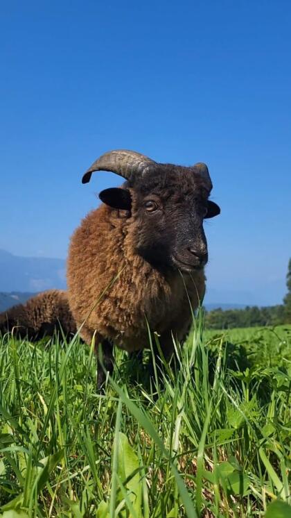 Ouessant Bock