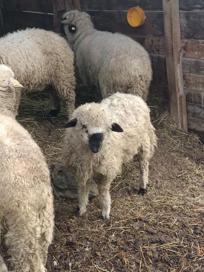 Walliser-Milchschafmix-Widder