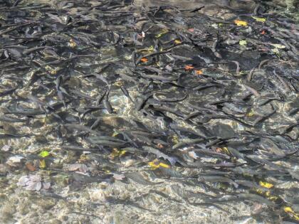 Besatz Fische: Forellen und Saiblinge gemischt
