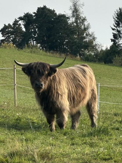 Schottisches Hochlandrind Jungkuh/Kalbin 30 Monate