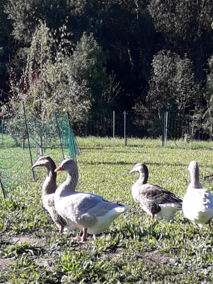 Landgänse