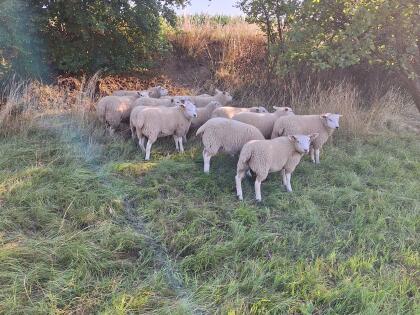 Texel Schafe