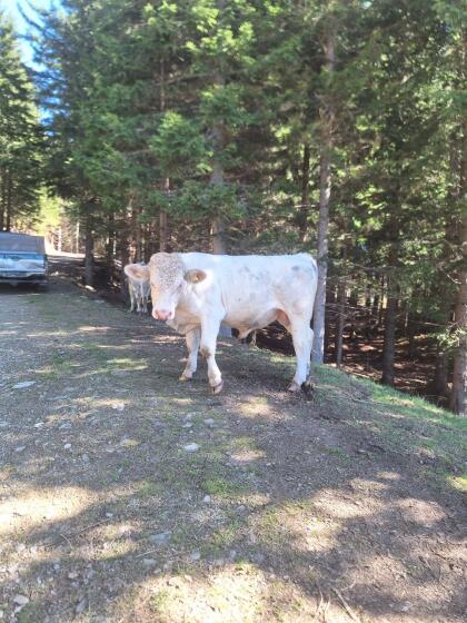 Charolais Stier