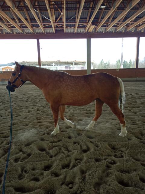Quarter Horse Stute