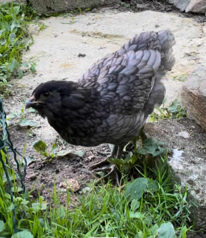 HAHN mit Bart Ameraucana/Barnevelder