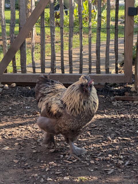 Seidenhuhn-Mix Hahn zu verschenken