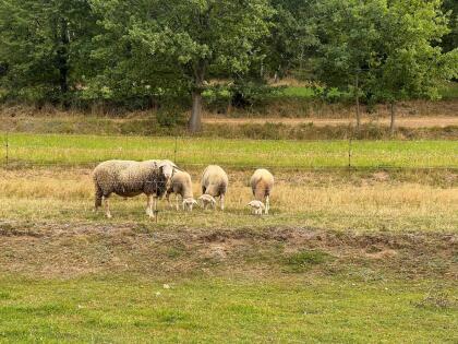 Lacaune Widder