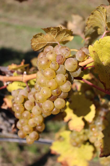 Helfer bei der Weinlese 2025