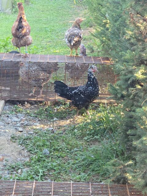 Blumenhuhn