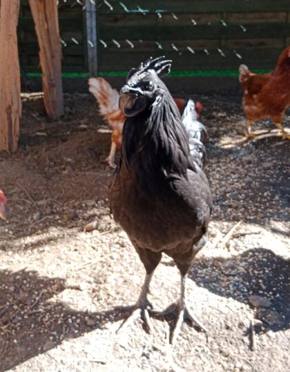 Hahn Ayam Cemani