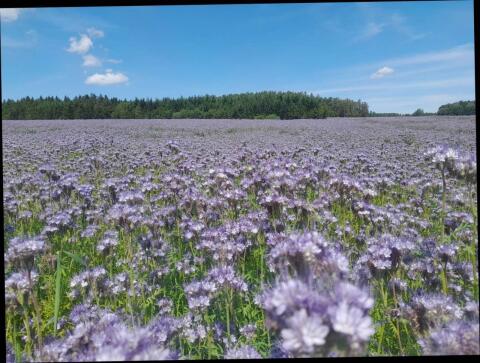 Bio Phacelia