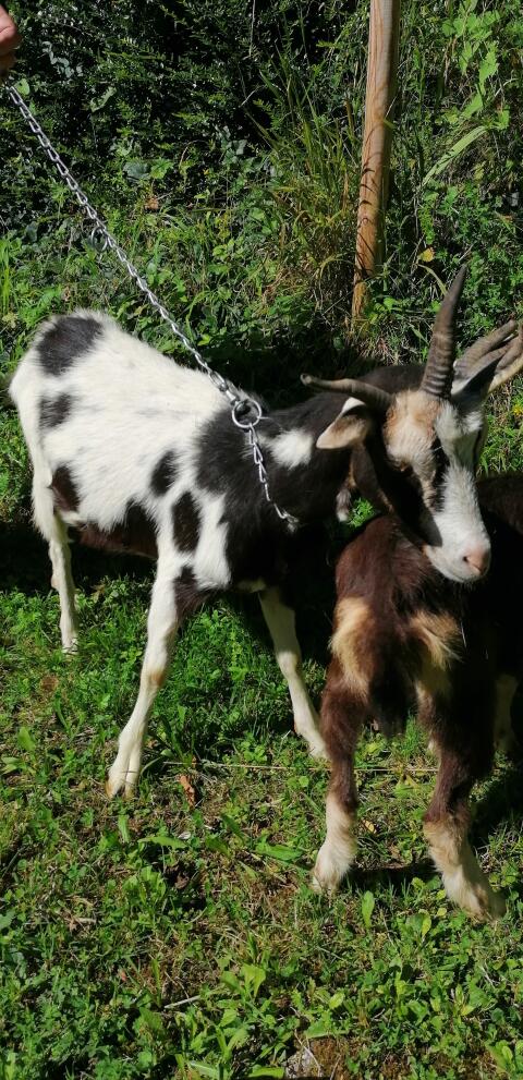 Vierhorn-Ziege mit Vierhorn-Geißkitz