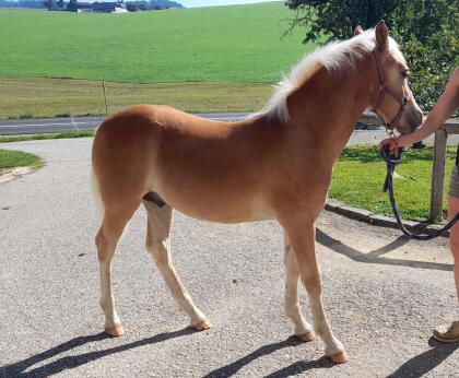 Haflinger Hengstfohlen