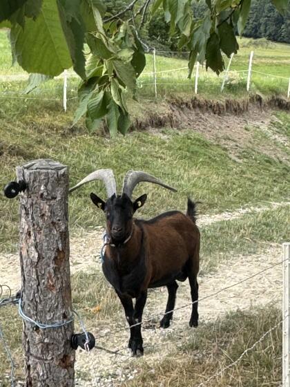 Ziegenbock