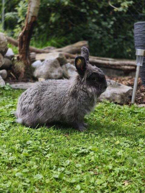 Zwergkaninchen (Löwenkopfkaninchen) - weiblich