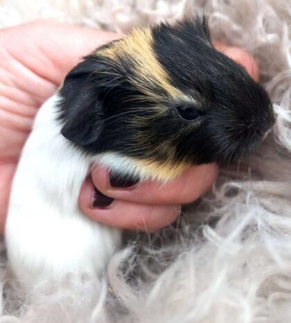 Meerschweinchen