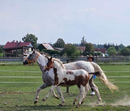 Fohlen Europäisches Westernpferd