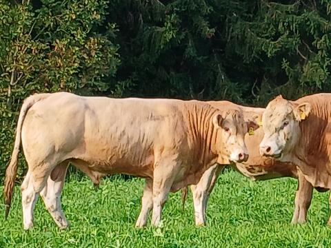 Blond d'Aquitaine Stier