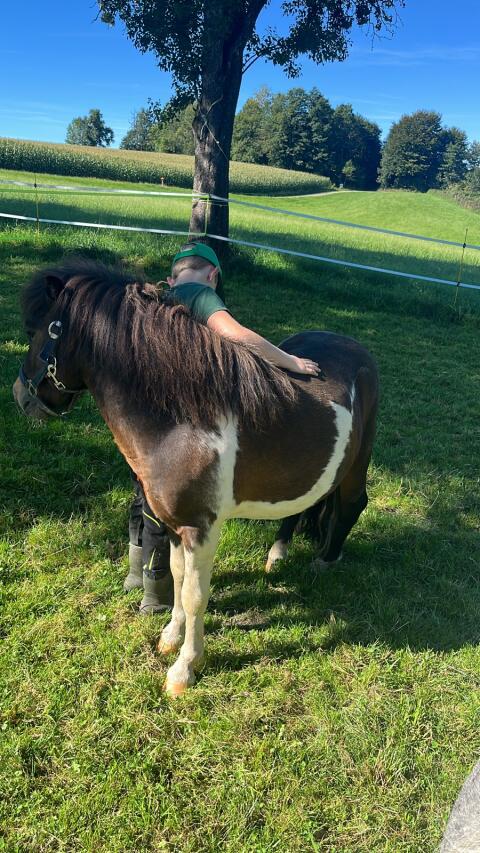 Shetland Pony Mix