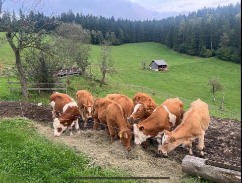 Bio Ochsen und Kalbinnen