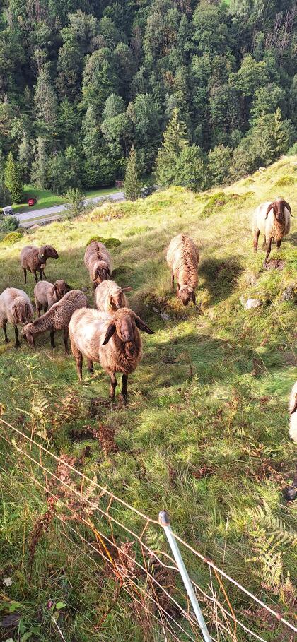 Braune Bergschafwidder zu verkaufen