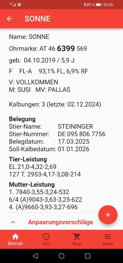 Bio Fleckvieh Kuh