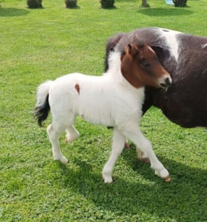 Shetlandpony Hengstfohlen