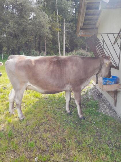 Jungvieh trächtig