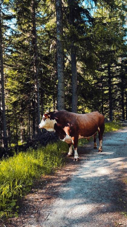 Hinterwälder Stier