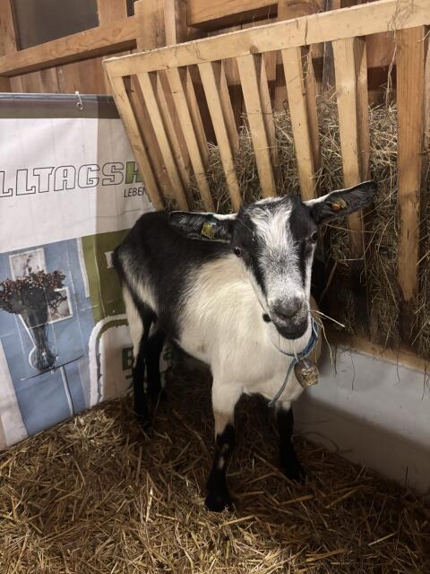 Pfauenziege hornlos