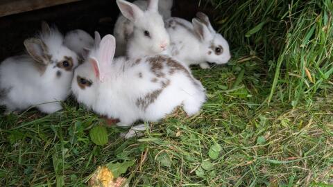 Löwenkopf Zwergkaninchen in allen Farben