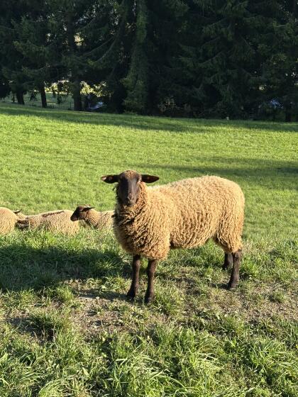 Jura Bio-Zuchtlämmer zu verkaufen
