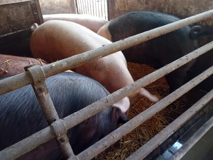 Duroc und Duroc Kreuzungs-Mastschweine