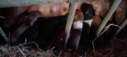 Duroc und SHxD Altsauen mit Ferkel