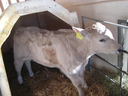Charolais/HF Stierkalb