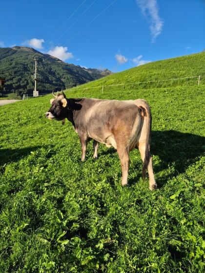 Tiroler Grauvieh Kuh Bio