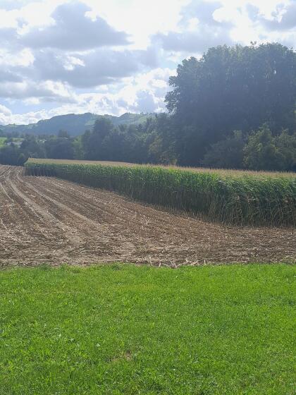 Maissilageballen