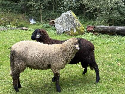 Bergschaf Widder