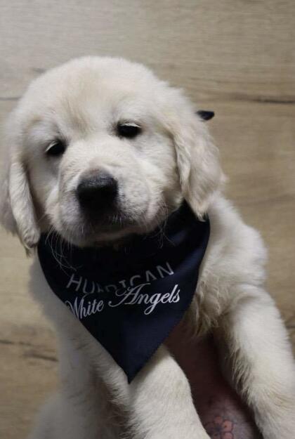 Golden Retriever Welpe Rüde
