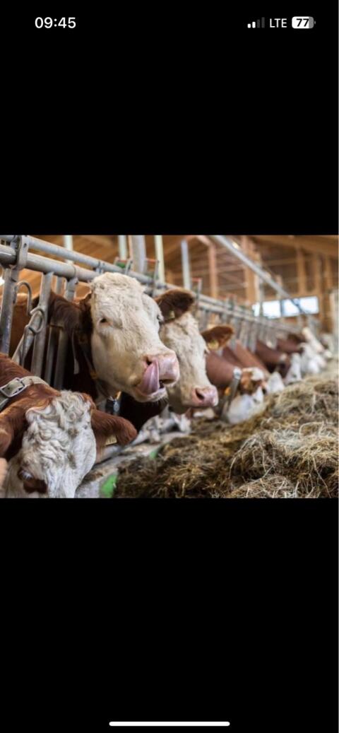 Kühe in Milch